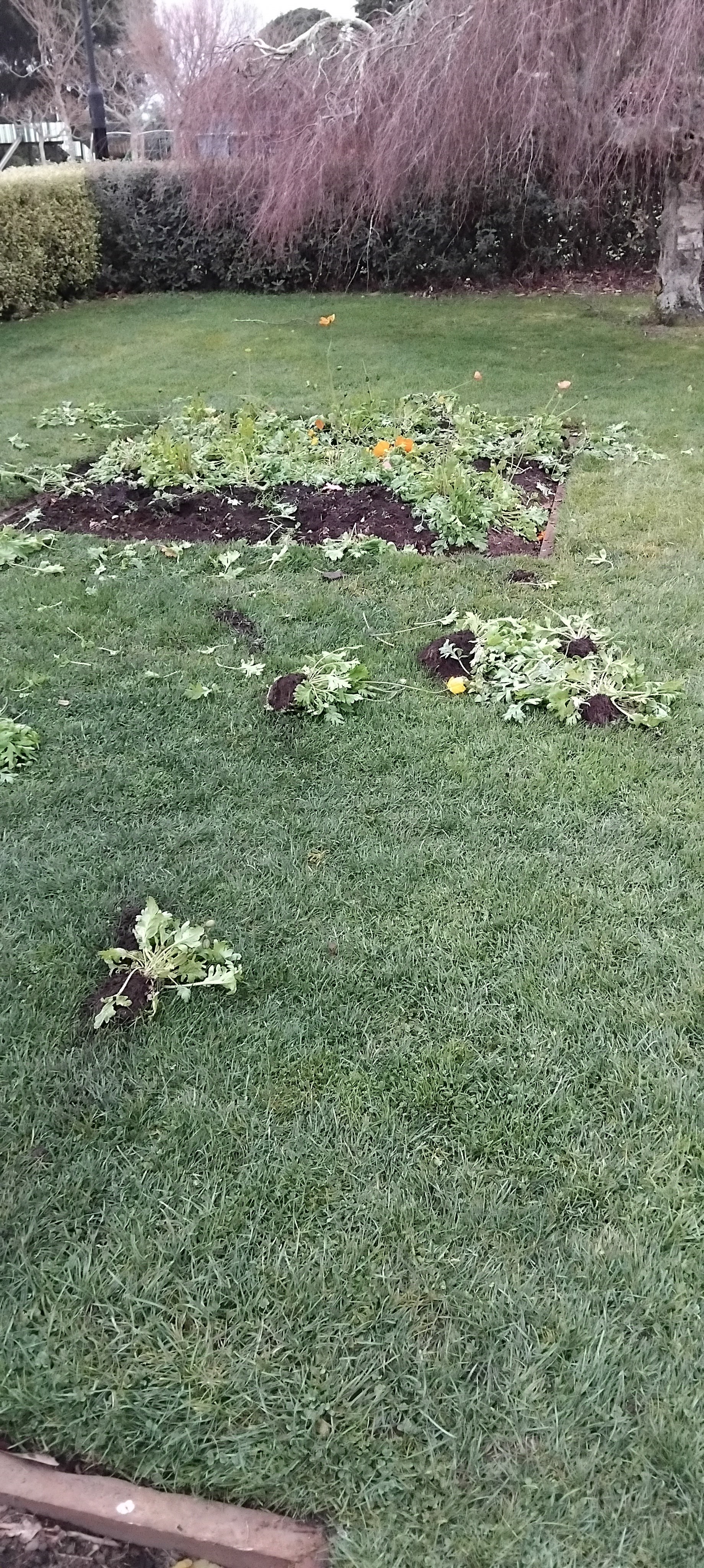 Plants ripped out at King Edward Park. 