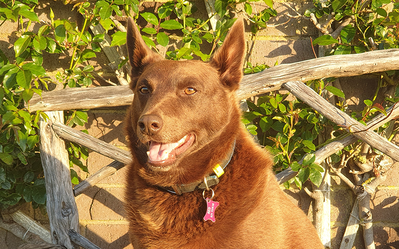 Dogs Of South Taranaki South Taranaki District Council